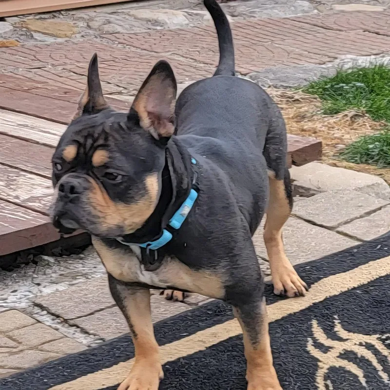 An adult medium-sized male Brown / Chocolate English Bulldog dog named Ringo for adoption in Huber Heights, OH