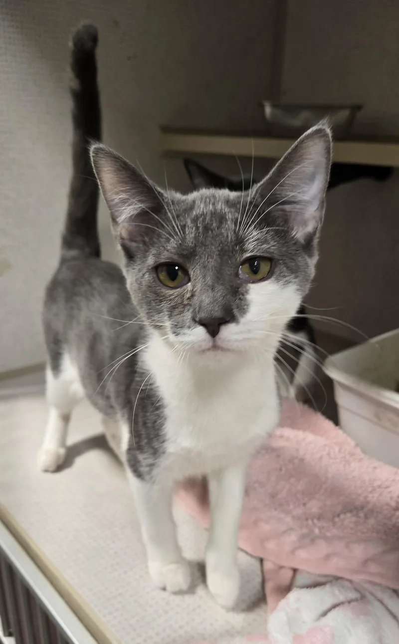 A young medium-sized female Gray / Blue / Silver Domestic Short Hair cat named Crackle for adoption in Graham, TX
