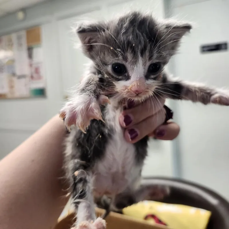 A baby small-sized female Gray / Blue / Silver Domestic Short Hair cat named Mouse for adoption in Tulsa, OK
