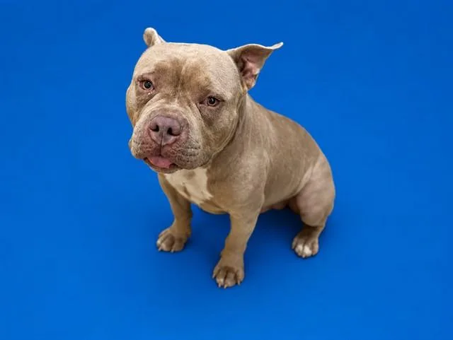 An adult large-sized male American Bulldog dog named Zeus for adoption in Miami, FL