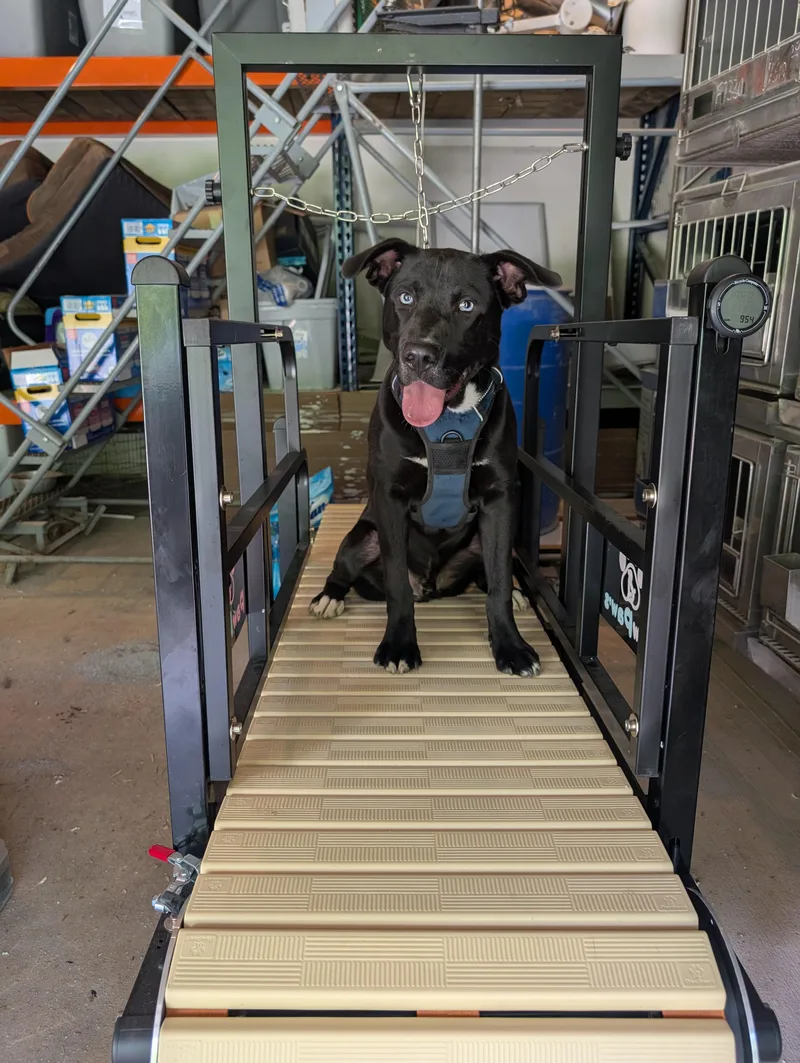 A young large-sized male Black American Bully dog named Tank for adoption in Osceola, MO