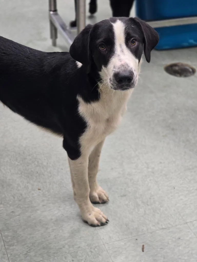 A young medium-sized male Labrador Retriever dog named Thunder for adoption in Danielsville, GA