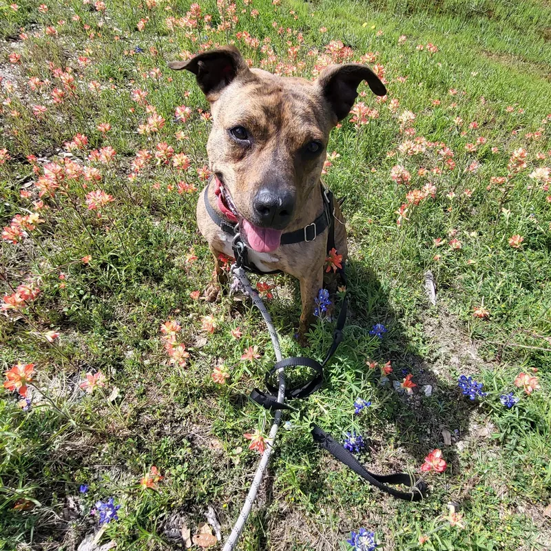 An adult medium-sized female Brindle American Staffordshire Terrier dog named Dori for adoption in Austin, TX