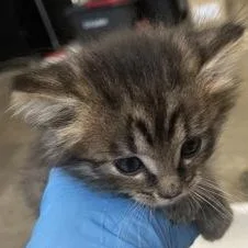 A baby small-sized male Gray / Blue / Silver Domestic Medium Hair cat named Trapezoid for adoption in Rapid City, SD