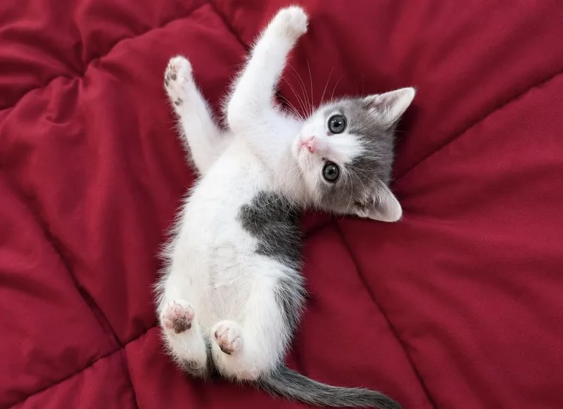 A baby small-sized male Domestic Short Hair cat named Lemon Squeeze for adoption in Long Beach, CA
