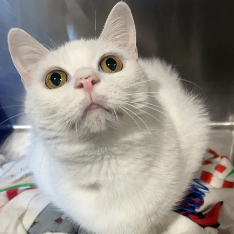 Snowflake thumbnail 4