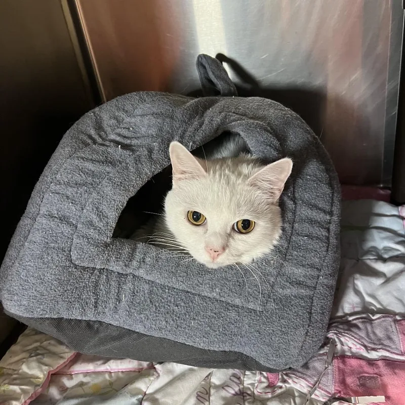 Snowflake thumbnail 5