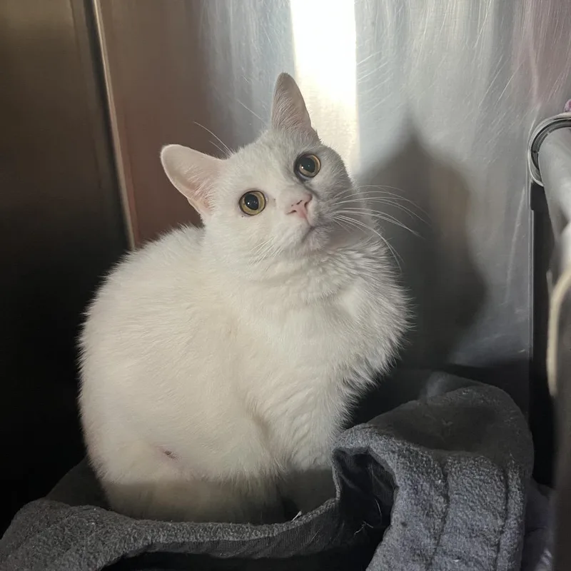 Snowflake thumbnail 6