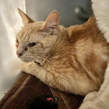 An adult medium-sized female Orange / Red Domestic Short Hair cat named California for adoption in Tacoma, WA