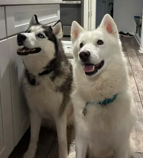 An adult medium-sized male White / Cream Siberian Husky dog named Custard for adoption in Catawissa, PA
