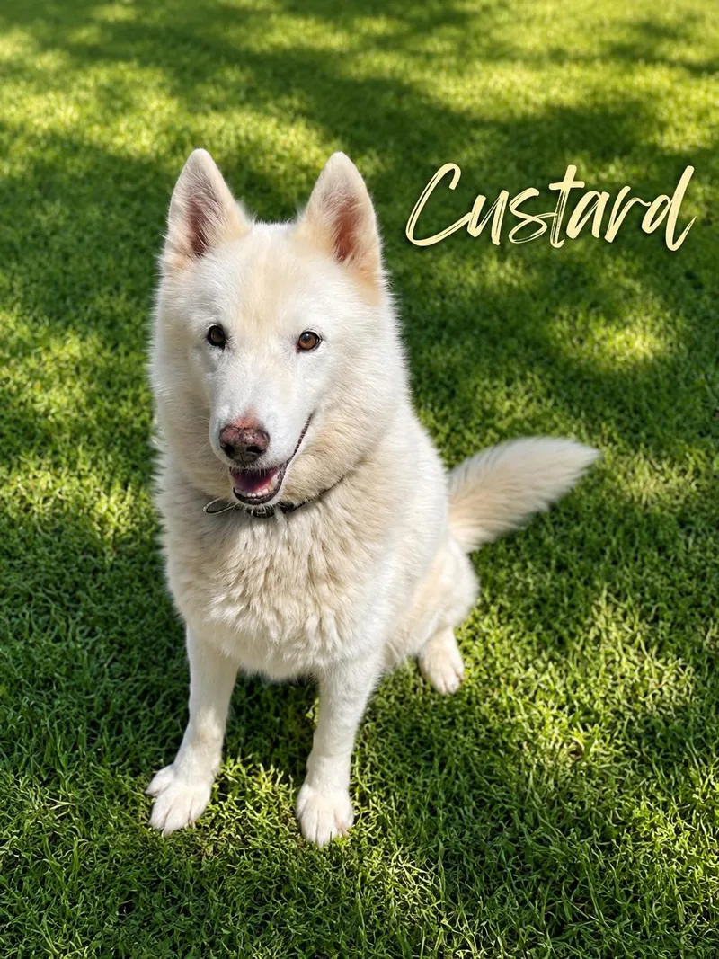 Custard thumbnail 2