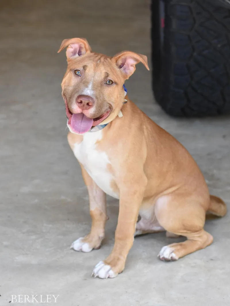 A baby medium-sized male Pit Bull Terrier dog named Berkley for adoption in Conroe, TX
