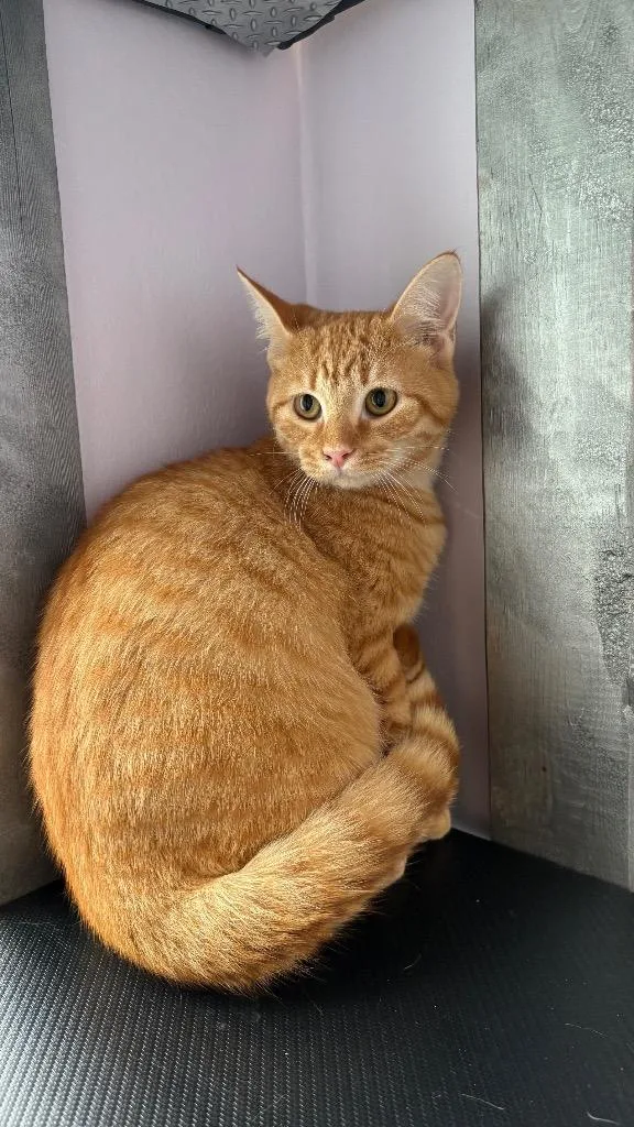 A young medium-sized male Domestic Short Hair cat named Ravioli for adoption in Lewisville, TX