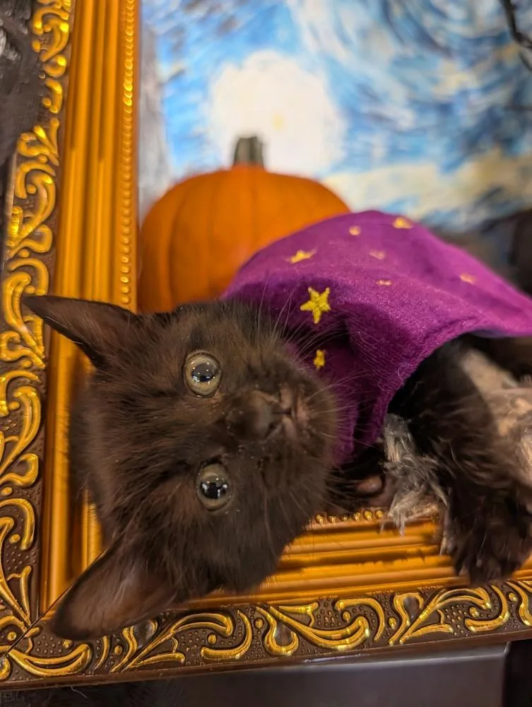 A baby small-sized female Domestic Short Hair cat named Poppy for adoption in Fremont, CA