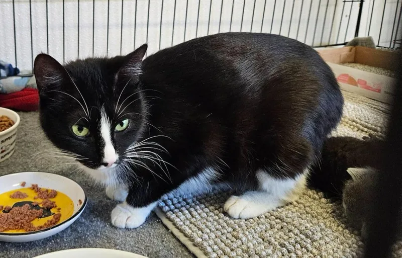 A young small-sized female Domestic Short Hair cat named Mirabelle for adoption in Murphysboro, IL