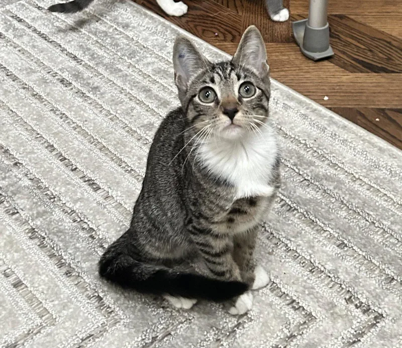 A baby medium-sized female Domestic Short Hair cat named Holiday for adoption in Trenton, NJ