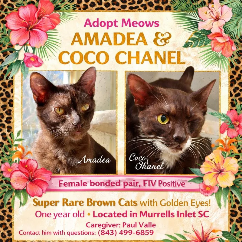 A young medium-sized female Domestic Short Hair cat named Amadea & Coco Chanel for adoption in Myrtle Beach, SC