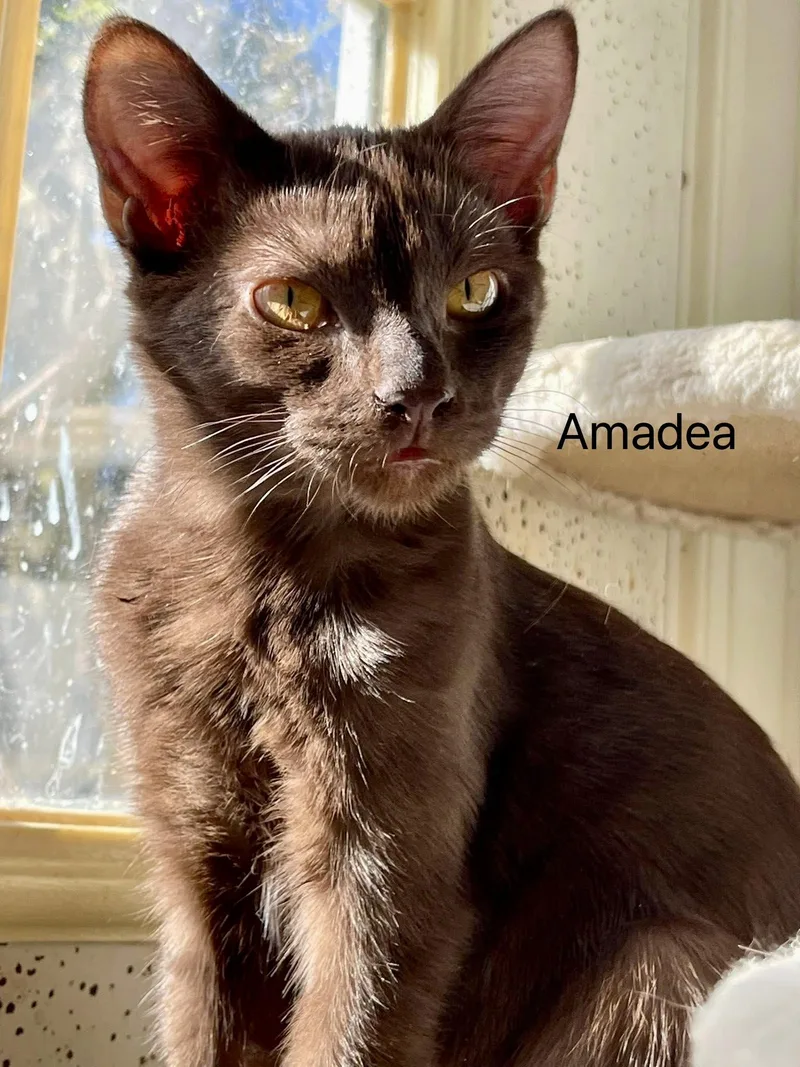 Amadea & Coco Chanel thumbnail 2