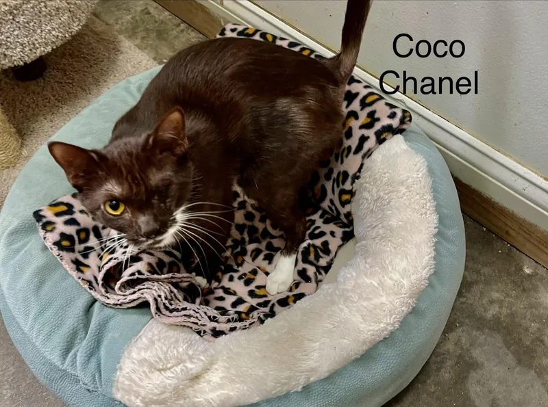 Amadea & Coco Chanel thumbnail 3
