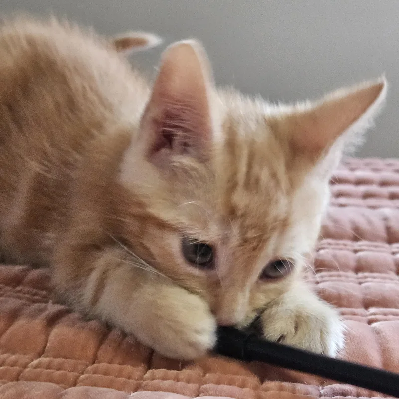 A baby medium-sized female Orange / Red Domestic Short Hair cat named Apricot for adoption in Seneca, SC