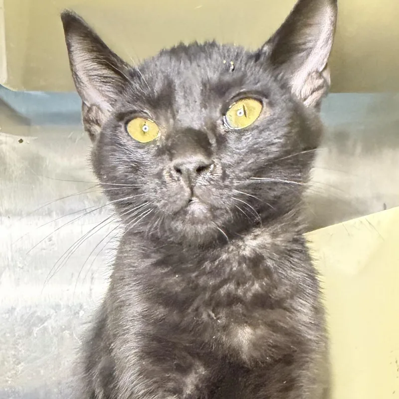 A baby small-sized female Domestic Short Hair cat named Cook for adoption in Los Angeles, CA