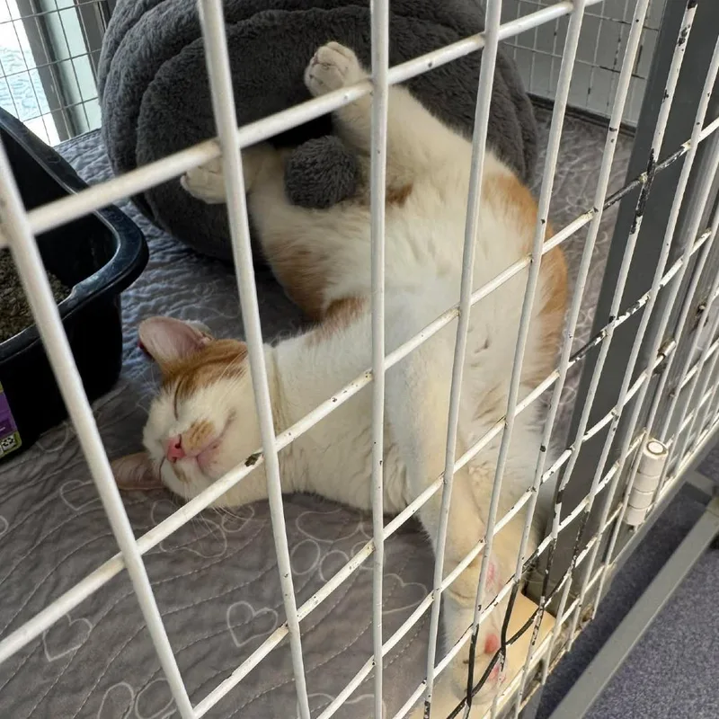 A young extra large-sized male Orange / Red Domestic Short Hair cat named Banana Pudding for adoption in Edwardsville, IL