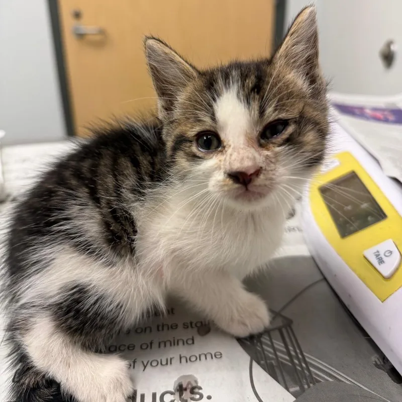 A baby small-sized male Brown / Chocolate Domestic Short Hair cat named July for adoption in Jacksonville, FL