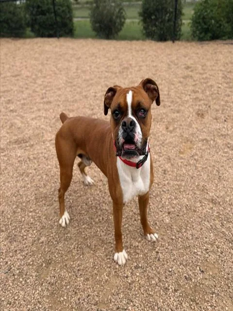 A young medium-sized male Boxer dog named Travis for adoption in Brighton, CO
