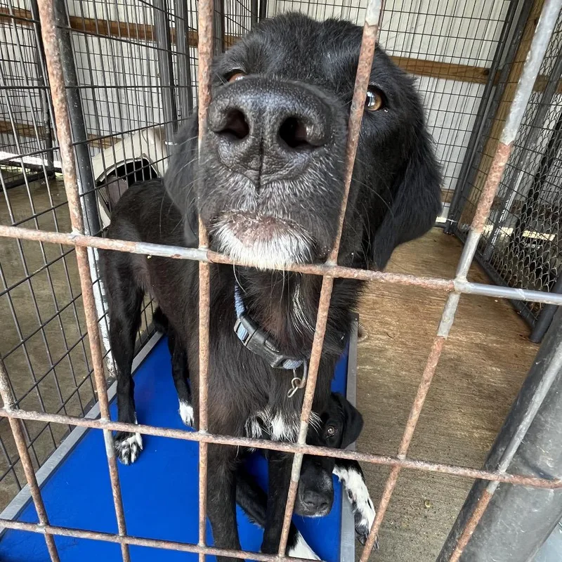 An adult medium-sized female Black Labrador Retriever dog named Sissygirl for adoption in Parrish, AL