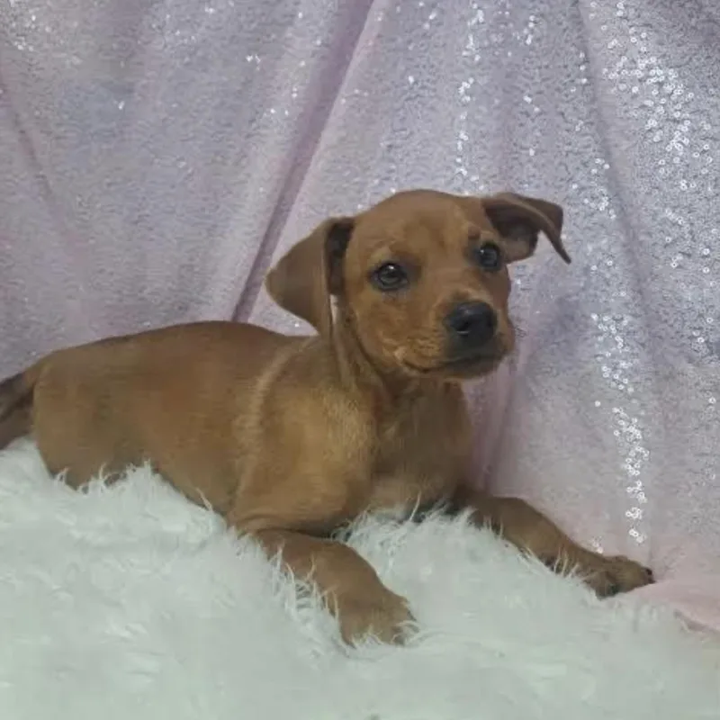 A baby medium-sized female Yellow / Tan / Blond / Fawn Hound dog named Brandy for adoption in Cedarburg, WI
