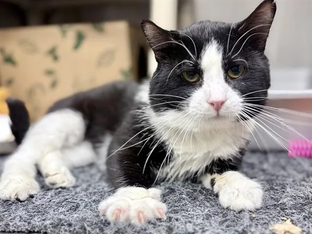 A young medium-sized male Domestic Short Hair cat named Paxon for adoption in Ames, IA
