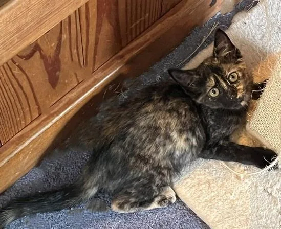 A baby medium-sized female Domestic Short Hair cat named Melody for adoption in Cumberland, ME