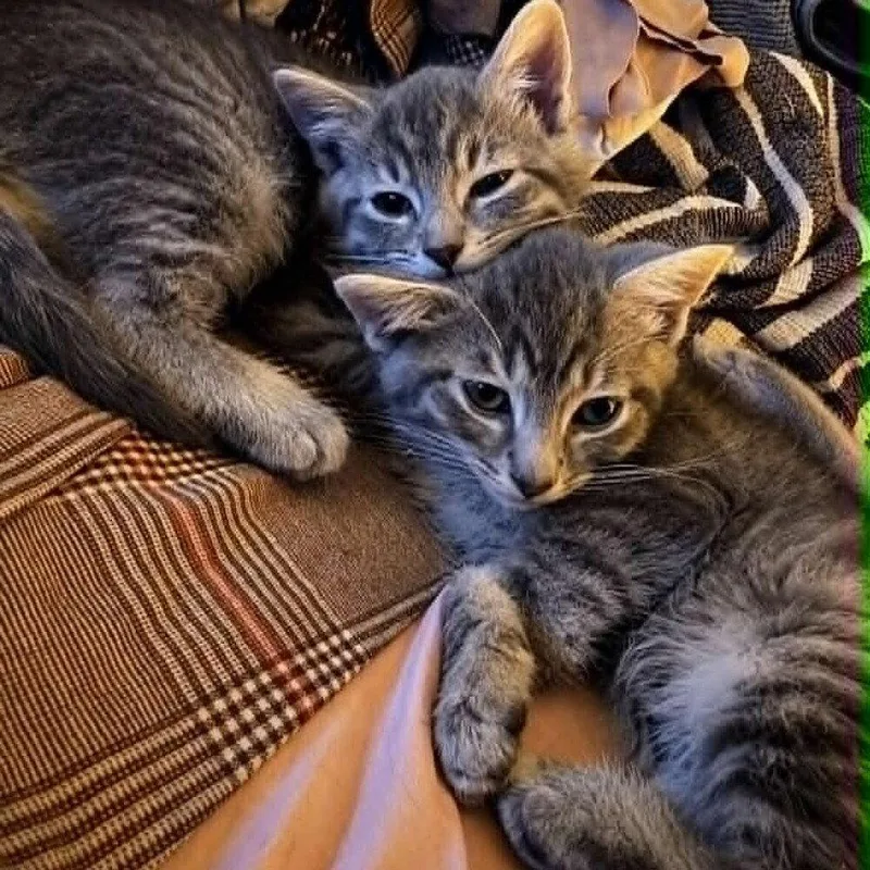 A baby medium-sized male Domestic Short Hair cat named Viceroy for adoption in Candler, NC
