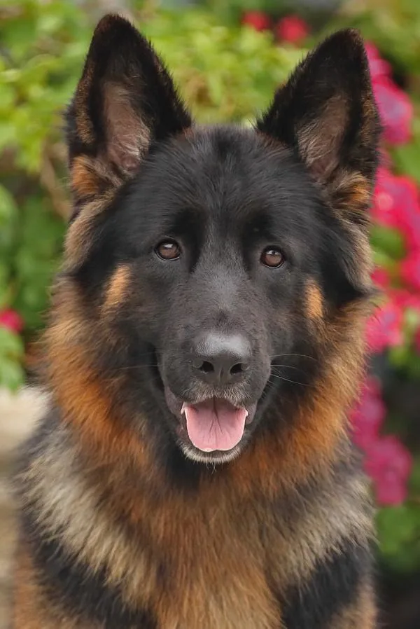 A young large-sized female Black German Shepherd Dog dog named Lila Von Langerfeld for adoption in Los Angeles, CA