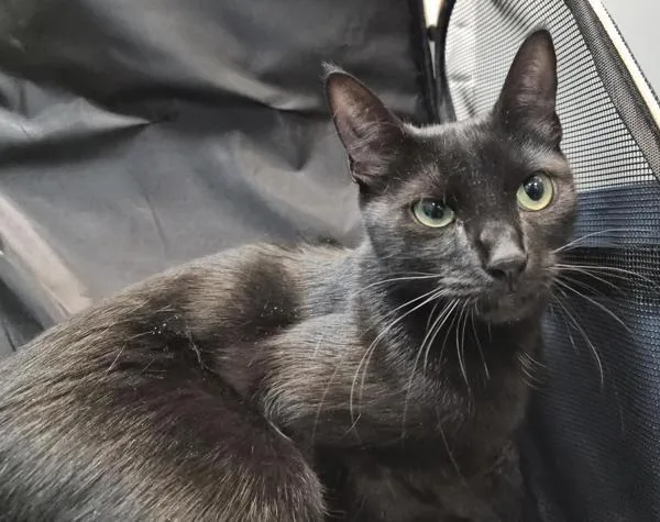 A young medium-sized female Domestic Short Hair cat named Emerald Night for adoption in New York, NY
