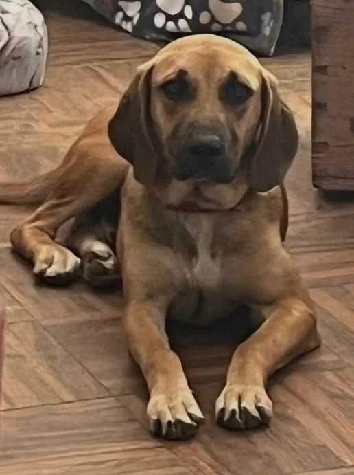 An adult medium-sized male Mixed Breed dog named Ranger for adoption in Nantucket, MA