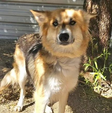 A young medium-sized female German Shepherd Dog dog named Bailey for adoption in Naperville, IL