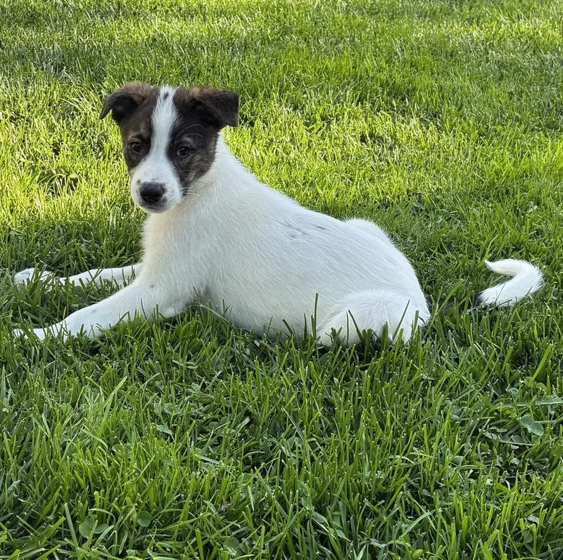 Millie