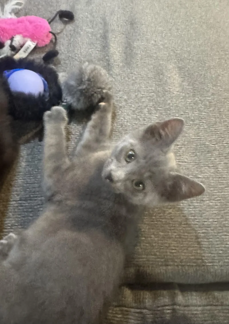Buster thumbnail 2