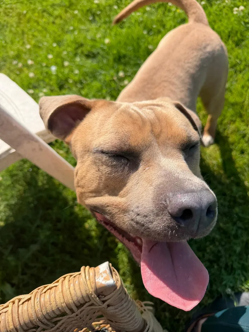 A young medium-sized male Golden Pit Bull Terrier dog named Bob for adoption in Benton Harbor, MI