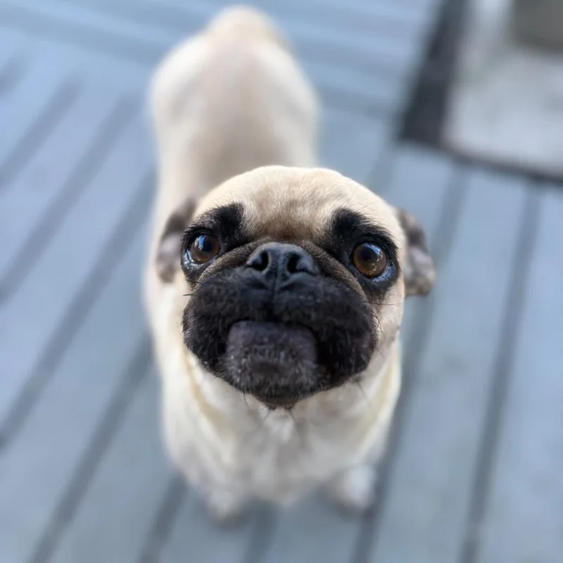 An adult small-sized female Pug dog named Stella for adoption in San Pablo, CA