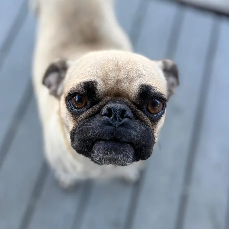 Stella thumbnail 2