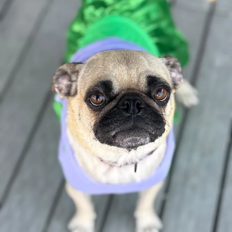 Stella thumbnail 4