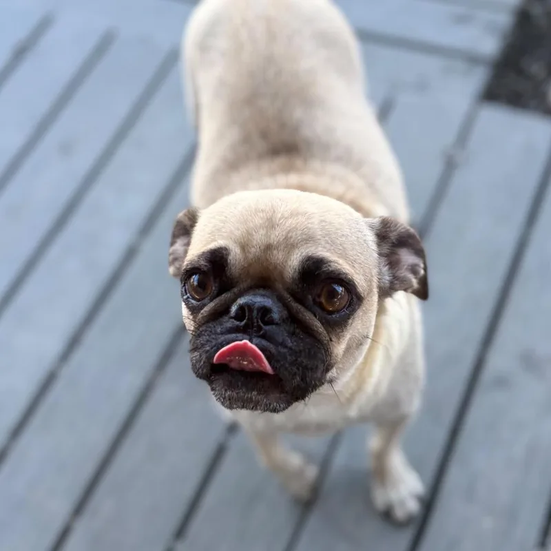 Stella thumbnail 5