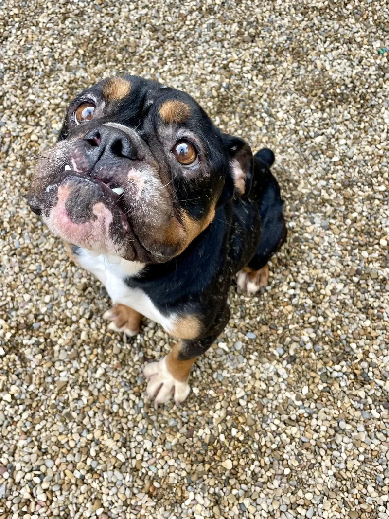 An adult medium-sized female Tricolor (Brown, Black, & White) English Bulldog dog named River for adoption in Lacon, IL