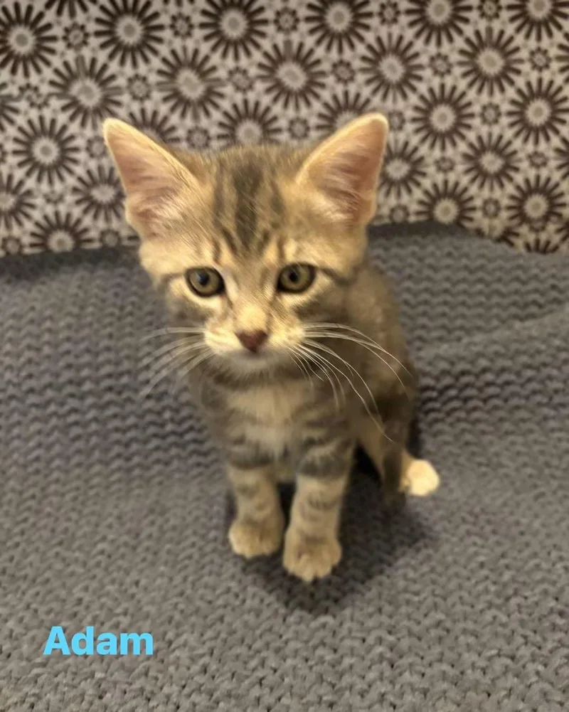 A baby medium-sized male Domestic Short Hair cat named Adam for adoption in Macomb, MI