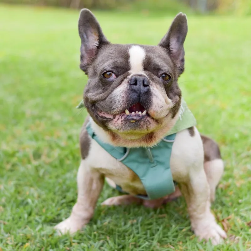 An adult small-sized male White / Cream French Bulldog dog named Cabbage for adoption in Kailua Kona, HI