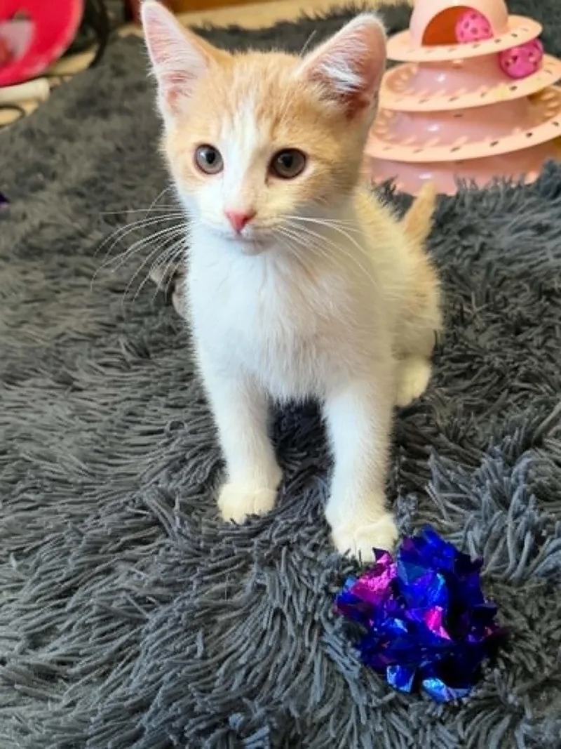 A baby medium-sized male Domestic Short Hair cat named Valentino for adoption in Blaine, MN
