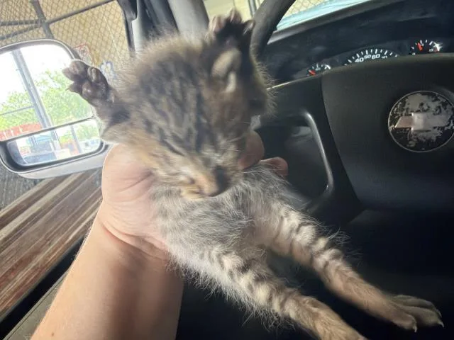 A baby small-sized male Domestic Short Hair cat named Bluey for adoption in Dallas, TX