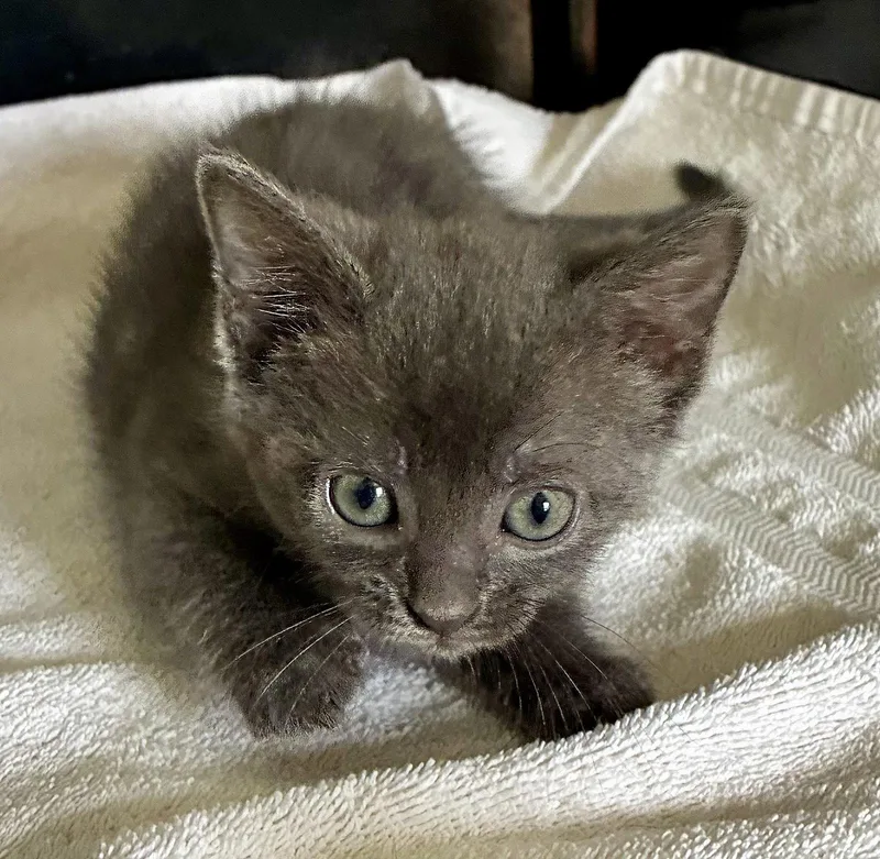 A baby small-sized female Gray / Blue / Silver Domestic Short Hair cat named Dormouse for adoption in Lexington, SC